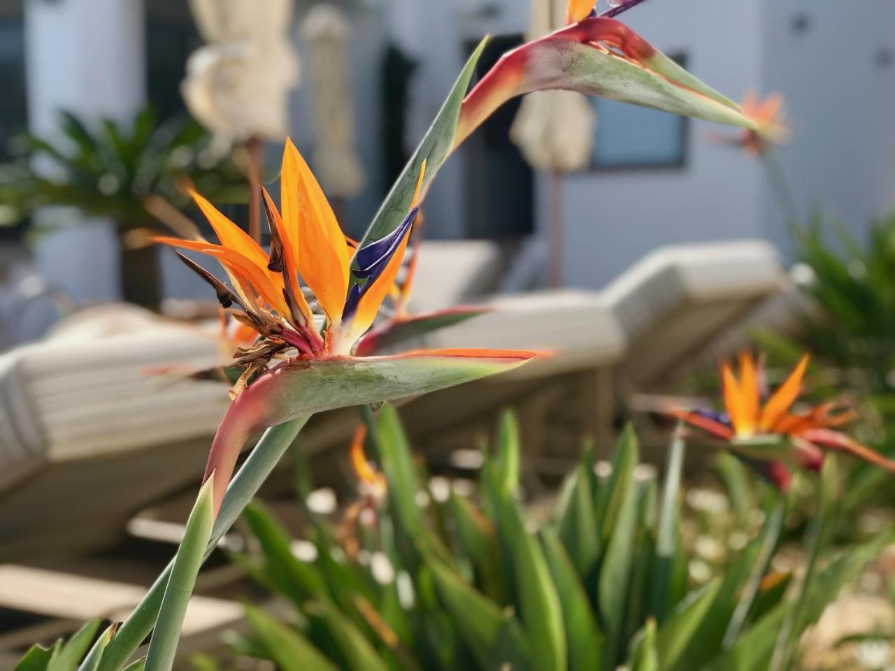 Hotel Creta Blue Luxury Collection (Adults Only) Hersonissos  Exteriér fotografie